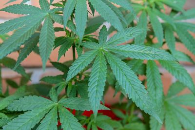 cannabis opt